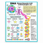 The Structure of DNA